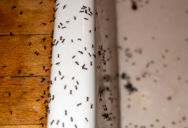 Wildlife Control Services in Flora, IN
